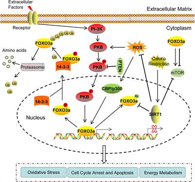Expression Regulation and Physiological Role of Transcription Factor FOXO3a During Ovarian Follicular Development